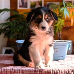 Joy - Black tri-color Australian Shepherd puppy in Corydon, Indiana from Eulenberg Farm Australian Shepherds