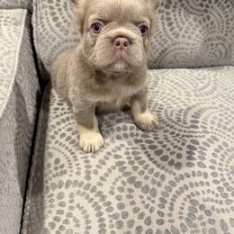 Maroon Collar - Tricolors female French Bulldog puppy in Wagoner, Oklahoma from Frenchie Frys