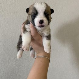 Pembroke Welsh Corgi Puppies from Starrs Soda Factory