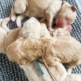 Purple collar - Apricot female Goldendoodle puppy in San Antonio, Texas from Pasatiempo Ranch
