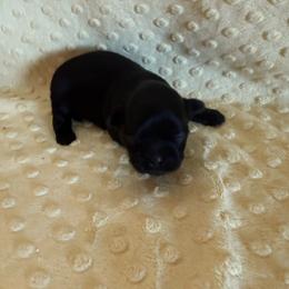 Forrest - Black male Shih Tzu puppy in Success, Missouri from Sweet Success
