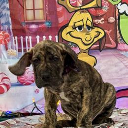 Great Dane Puppies from KD Sweet Southern Danes