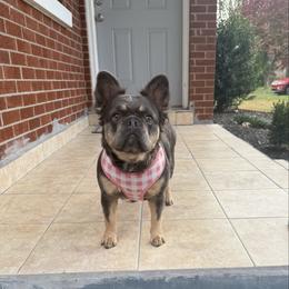 Chanel - French Bulldog