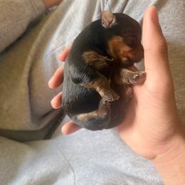 Puppy 6 - Black and tan male Yorkshire Terrier puppy in Kissimmee, Florida from The Yorkie House