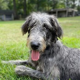 Oberon - Irish Wolfhound