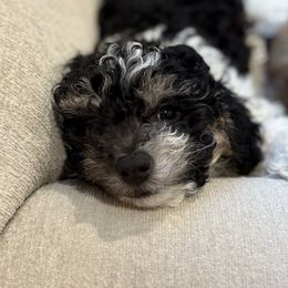 Peppermint - Black and white male Companion Cross puppy in Glenmont, New York from CocoPuff Breeders