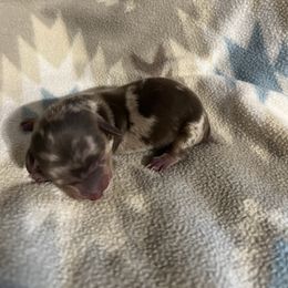 Girl 2 - Dapple female Dachshund puppy in Stilwell, Oklahoma from Rose’s Piney Creek Dachshunds