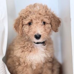 Harry - Apricot male Goldendoodle puppy in Bentonville, Arkansas from Bentonville Doodles