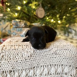 Bell - Black female Miniature Schnauzer puppy in Greenville, South Carolina from Synergy Schnauzers