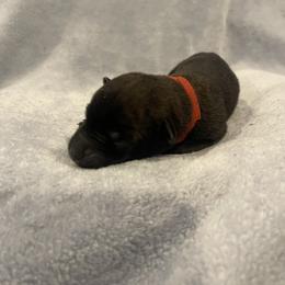 Aang - Brindle male xDutch Shepherd puppy in Chelsea, Alabama from Alliance K9