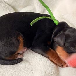 Boy 1 - Tri-color male Bernedoodle puppy in Sandy, Oregon from MC Doodles