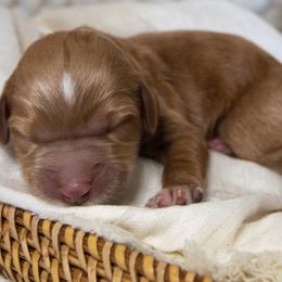 Girl 3 - Goldendoodle puppy in Chesapeake, Virginia from Havens Doodles