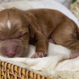 Girl 3 - Goldendoodle puppy in Chesapeake, Virginia from Havens Doodles