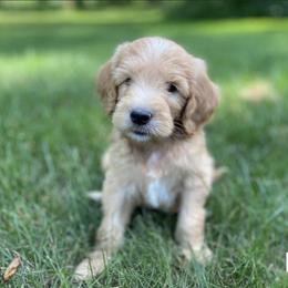 Goldendoodle Puppies from Doodifuldoods