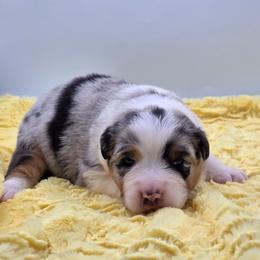 Angora - Blue merle female Australian Shepherd puppy in Jameson, Missouri from Sky Creek