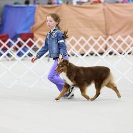 Gamer - Miniature Australian Shepherd