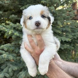 Goldie - Blue merle female Australian Shepherd puppy in Star, Idaho from Star Aussies