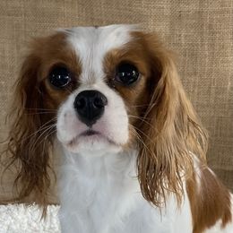 Frenchy - Cavalier King Charles Spaniel