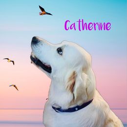Catherine - Golden Retriever