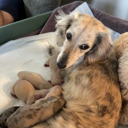 Paislee - Dachshund