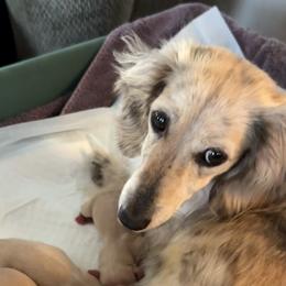 Paislee - Dachshund