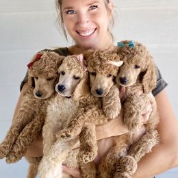 Bernedoodle, Goldendoodle, and Poodle Puppies from Central Valley Canine Companions