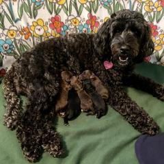 Australian Cobberdogs from MountainAyres Australian Cobberdogs