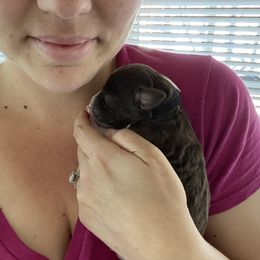 Aussiedoodle Puppies from Ridgeline Doodles