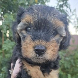 Mookie - Black and tan female Yorkipoo puppy in San Diego, California from TheSocialk9