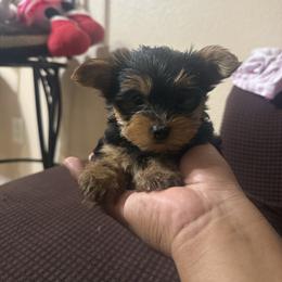Blue boy - Black and tan male Yorkshire Terrier puppy in Pomona, California from Lunio's Yorkies