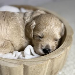 Chai - Cream male Maltipoo puppy in Bronson, Florida from Tabler Family Puppies