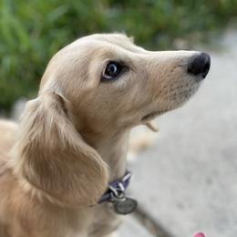 Delilah - Dachshund