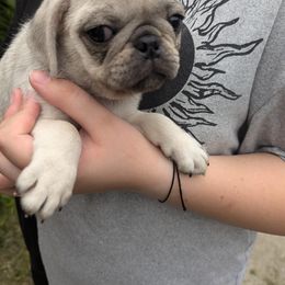 Pug Puppies from Peekaboo Pugs