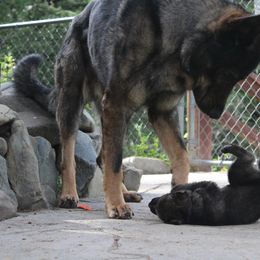 German Shepherd Puppies from Fyrestorm Shepherds