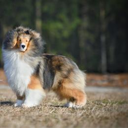 Presley - Shetland Sheepdog