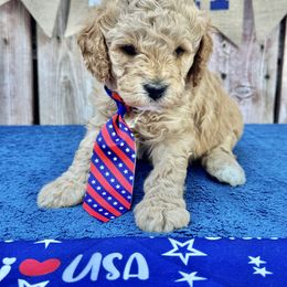 Patriot (orange collar) - Brown male Cavapoo puppy in Modesto, California from Molly n Friends
