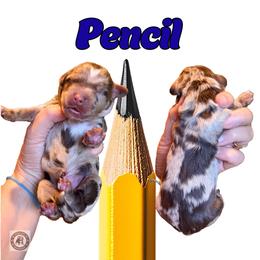 Pencil - Chocolate merle male Bernedoodle puppy in Banner Elk, North Carolina from Walnut Tree Bernedoodles