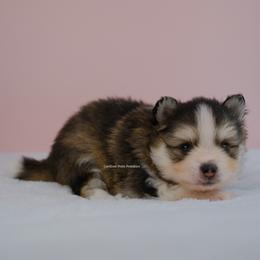 Grayson - Gray and white male Pomsky puppy in Loxahatchee, Florida from Cardinal Point Pomskies
