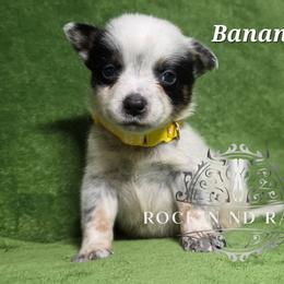 Banana - litter runt - Blue male Australian Cattle Dog puppy in Silsbee, Texas from Rockin ND Ranch