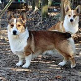 Rip Roaring Wrangler - Sable male Pembroke Welsh Corgi puppy in Morton, Mississippi from Crown AB Farms Pembroke Welsh Corgis