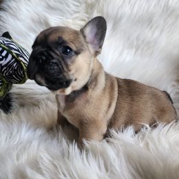 Drizzle - Fawn and white male French Bulldog puppy in Springfield, Missouri from #1 Frenchies aka Nokie's Bullies