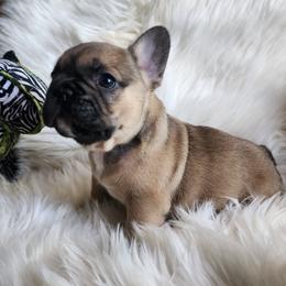 Drizzle - Fawn and white male French Bulldog puppy in Springfield, Missouri from #1 Frenchies aka Nokie's Bullies