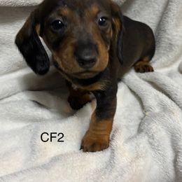 CF2 - Wild boar female Dachshund puppy in South Carolina from Purebred Dachshunds