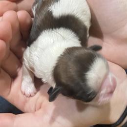 Shih Tzu Puppies from Willow Lane Shih Tzus