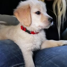 Golden Retriever Puppies from Panhandle PawsNClaws