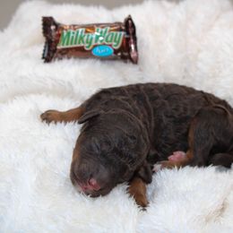 Milky Way - Phantom male Poodle puppy in Mount Sterling, Kentucky from Curly Country Poodles