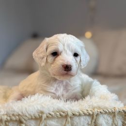 Marshmallow - Black and white male Cockapoo puppy in Morehead, Kentucky from Critter Springs Farm