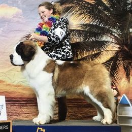 Royce  - Saint Bernard