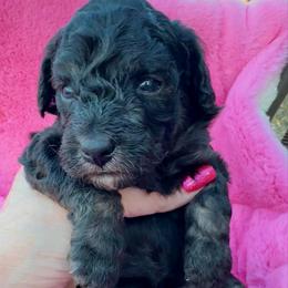 Red - Phantom female Poodle puppy in Simms, Texas from Donna’s Aussies & Pink Heart Poodles