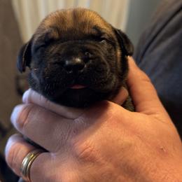 Navy blue collar male - Fawn male Boerboel puppy in Bon Aqua, Tennessee from Erickson Ranch Boerboels